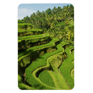 Indonesia, Bali   Rice Paddies Magnet