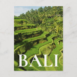 Indonesia, Bali  Rice Paddies Postcard