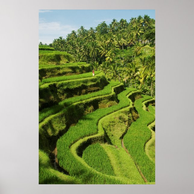 Indonesia, Bali | Rice Paddies Poster (Front)