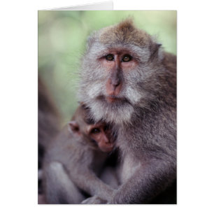Indonesia, Bali, Ubud, Long-tailed Macaque