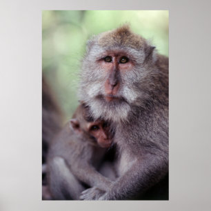Indonesia, Bali, Ubud, Long-tailed Macaque 1 Poster