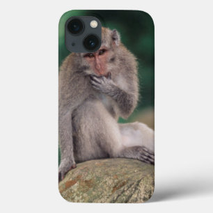 Indonesia, Bali, Ubud, Long-tailed Macaque 2 iPhone 13 Case