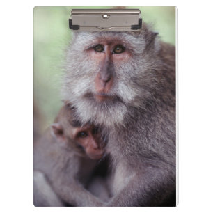 Indonesia, Bali, Ubud, Long-tailed Macaque Clipboard