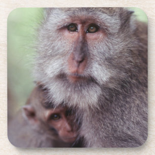 Indonesia, Bali, Ubud, Long-tailed Macaque Coaster