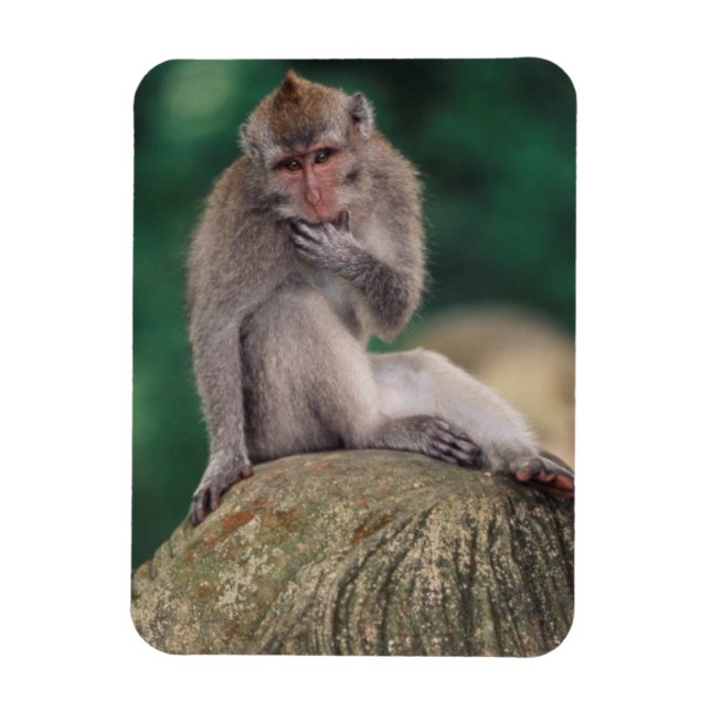 Indonesia, Bali, Ubud, Long-tailed Macaque Magnet (Vertical)