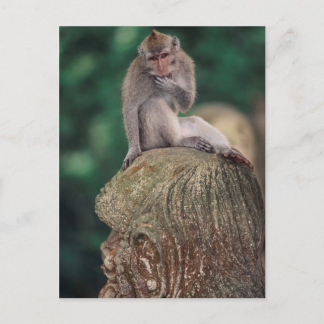 Indonesia, Bali, Ubud, Long-tailed Macaque Postcard (Front)