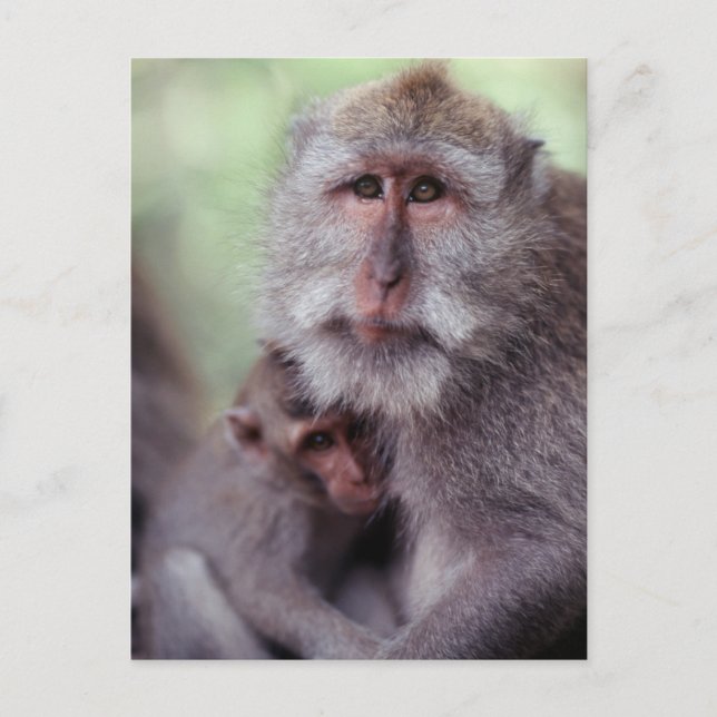 Indonesia, Bali, Ubud, Long-tailed Macaque Postcard (Front)