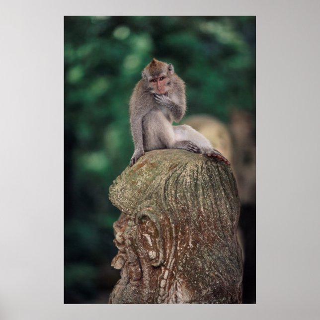 Indonesia, Bali, Ubud, Long-tailed Macaque Poster (Front)