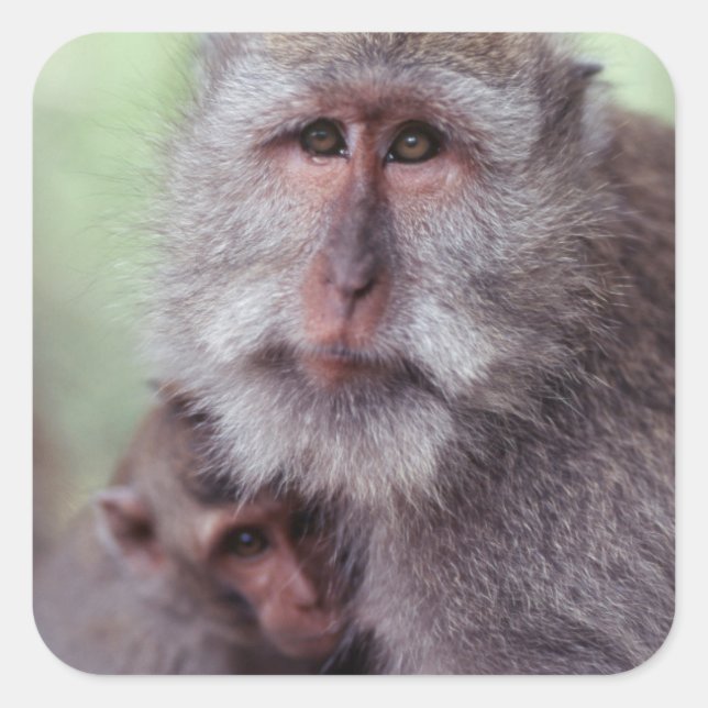 Indonesia, Bali, Ubud, Long-tailed Macaque Square Sticker (Front)
