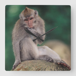 Indonesia, Bali, Ubud, Long-tailed Macaque Square Wall Clock