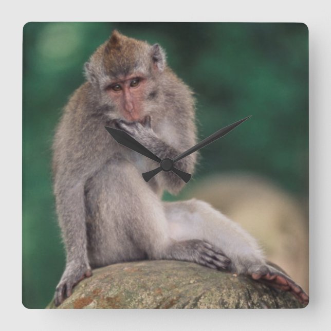 Indonesia, Bali, Ubud, Long-tailed Macaque Square Wall Clock (Front)