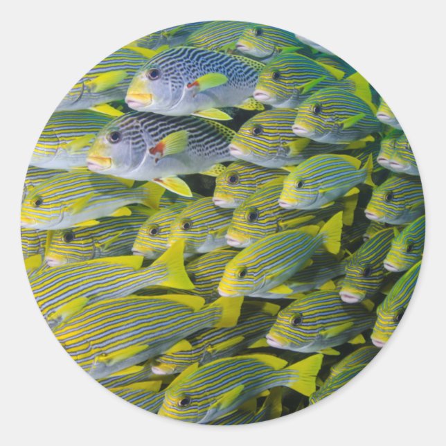 Indonesia. Schooling Fish Classic Round Sticker (Front)