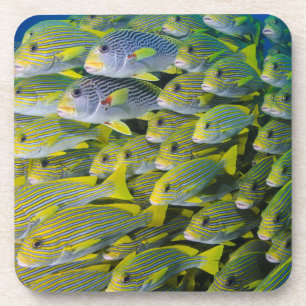 Indonesia. Schooling Fish Coaster
