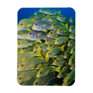 Indonesia. Schooling Fish Magnet