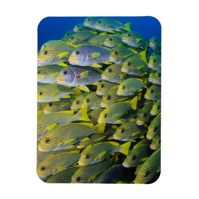 Indonesia. Schooling Fish Magnet (Vertical)