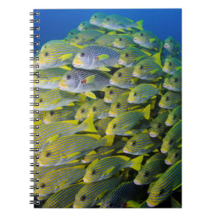 Indonesia. Schooling Fish Notebook