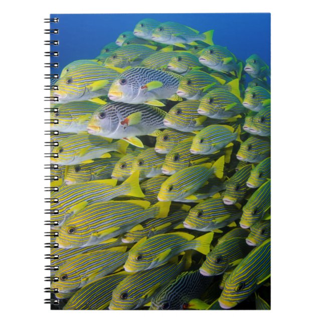 Indonesia. Schooling Fish Notebook (Front)