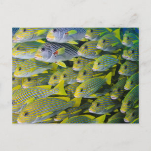 Indonesia. Schooling Fish Postcard