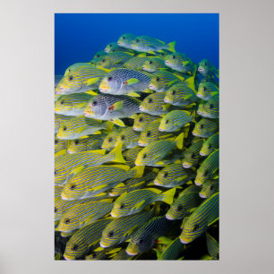 Indonesia. Schooling Fish Poster