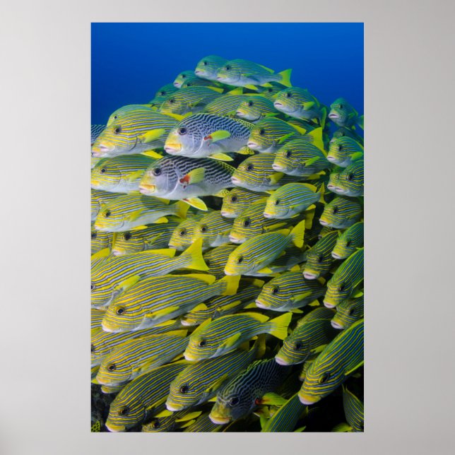 Indonesia. Schooling Fish Poster (Front)