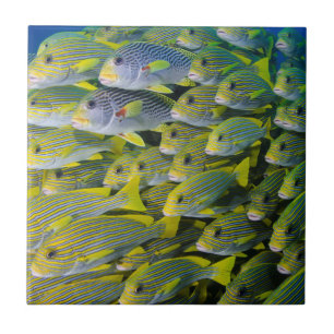 Indonesia. Schooling Fish Tile