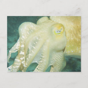 Indonesia, South Sulawesi Province, Wakatobi 2 Postcard