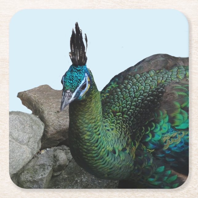 Indonesian Peacock Close Up Cust. Coaster (Front)