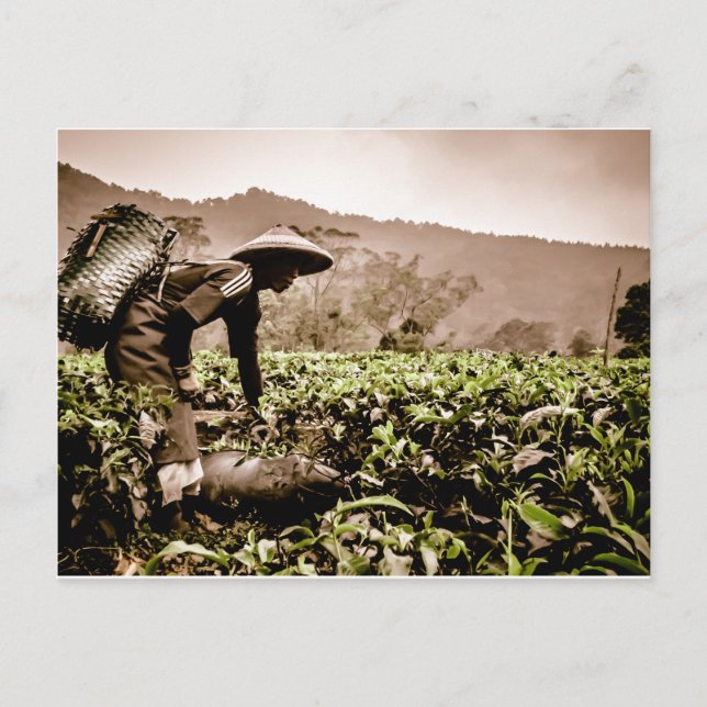 Indonesian Tea fields worker 2, travel postcard (Front)