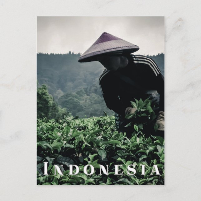 Indonesian Tea fields worker, travel postcard (Front)