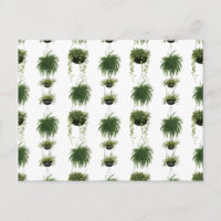 Indoor Oasis | Hanging Baskets