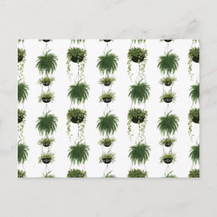 Indoor Oasis   Hanging Baskets Postcard