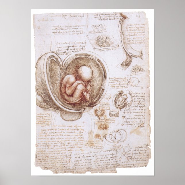 Infant in the Womb, Leonardo da Vinci Poster (Front)