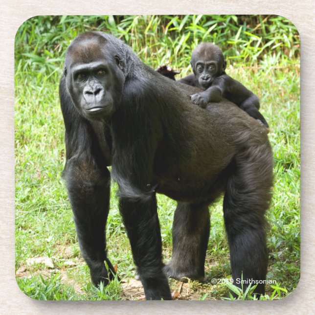 Infant Lowland Gorilla on Mother's Back Coaster (Front)