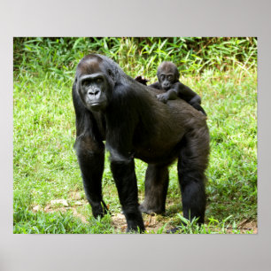 Infant Lowland Gorilla on Mother's Back Poster