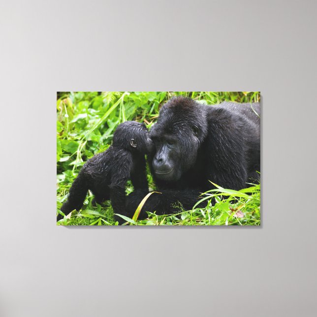 Infant Mountain Gorilla Kisses Silverback Gorilla Canvas Print (Front)