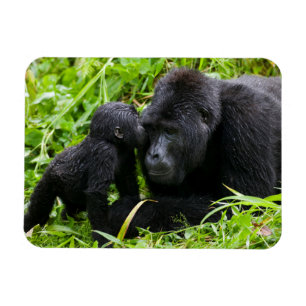Infant Mountain Gorilla Kisses Silverback Gorilla Magnet