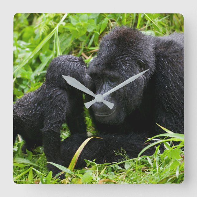 Infant Mountain Gorilla Kisses Silverback Gorilla Square Wall Clock (Front)