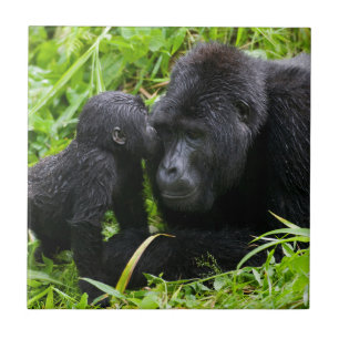 Infant Mountain Gorilla Kisses Silverback Gorilla Tile