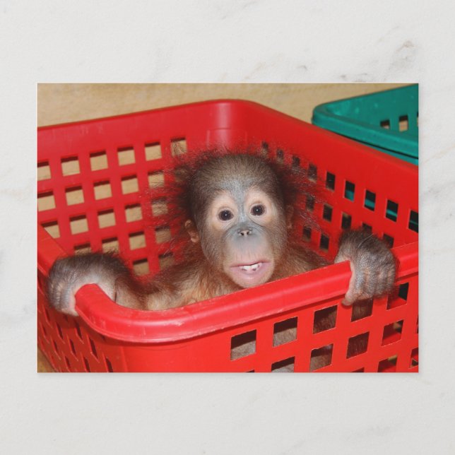 Infant Orangutan in Nursery Postcard (Front)