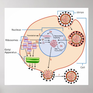 Influenza Virus Invasion & Replication Diagram Poster