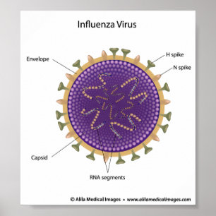 Influenza virus, labelled drawing. poster