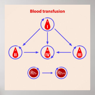 infographic blood transfer poster