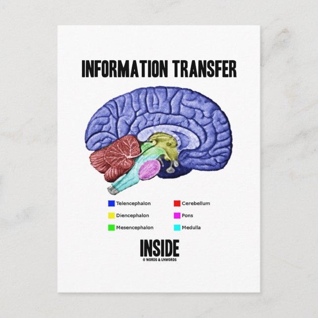 Information Transfer Inside (Brain Anatomy) Postcard (Front)