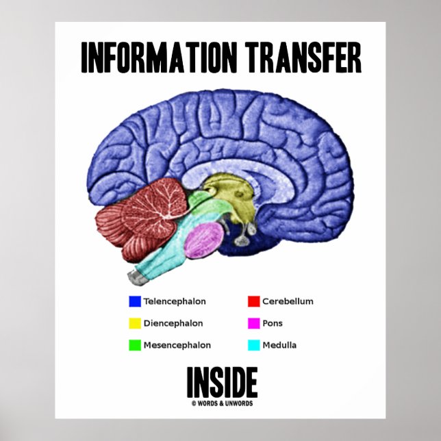 Information Transfer Inside (Brain Anatomy) Poster (Front)