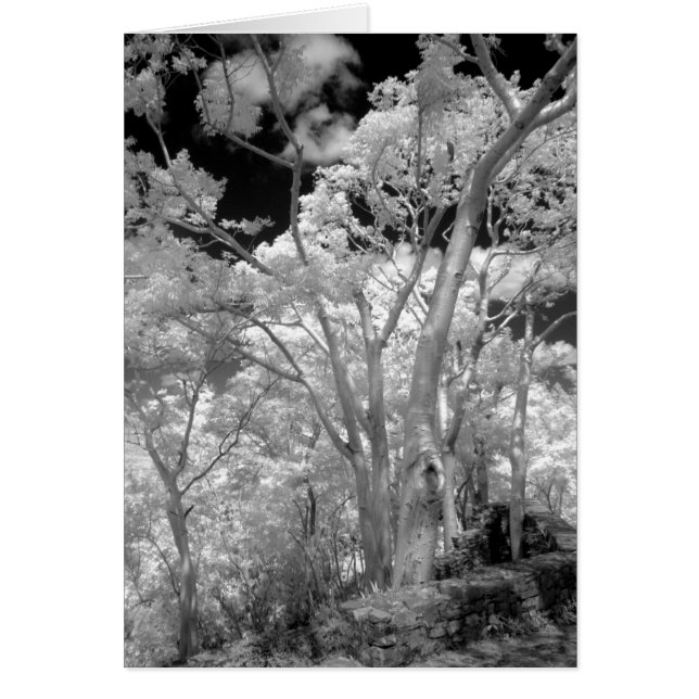 Infra red of trees buildings and trails in Las 2 (Front)