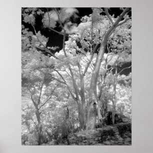 Infra red of trees buildings and trails in Las 2 Poster