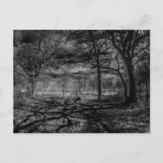 Infrared landscape shadows in the woods postcard