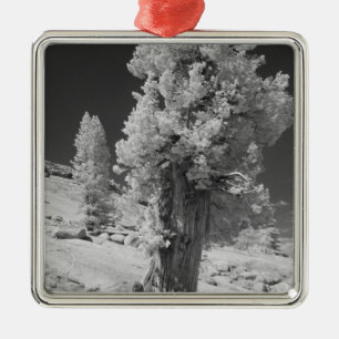Infrared photo in East side of Yosemite National Metal Tree Decoration