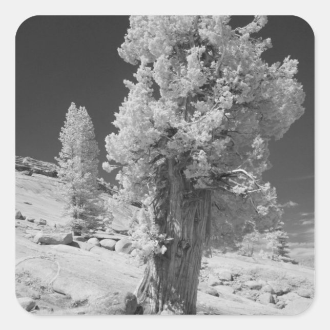 Infrared photo in East side of Yosemite National Square Sticker (Front)