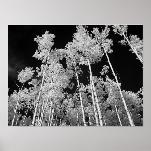 Infrared Poplar Tree Forest Poster (Front)